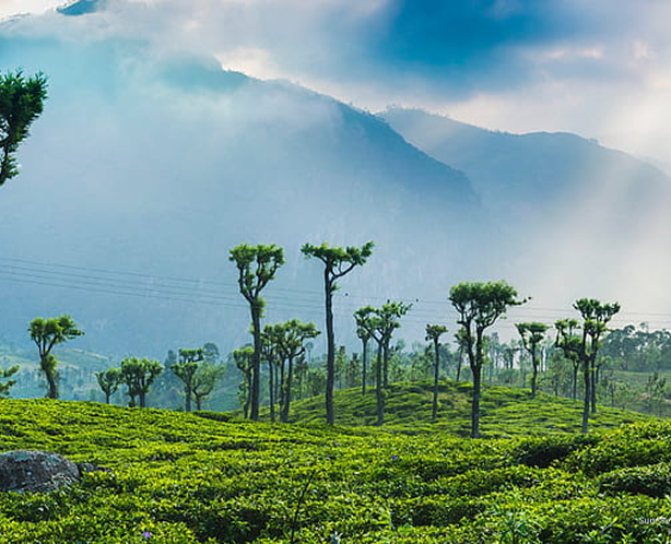 Tea Plantations Sri Lanka